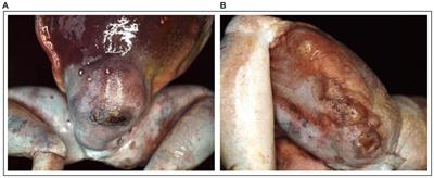 Isolation of Brucella inopinata from a White’s tree frog (Litoria caerulea): pose exotic frogs a potential risk to human health?